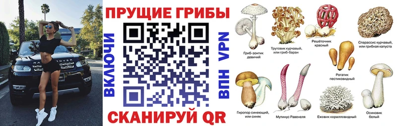 hydra как войти  Шагонар  Псилоцибиновые грибы прущие грибы  как найти закладки 